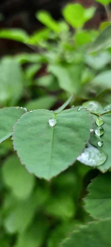 Rose Leaves Nature Click photo