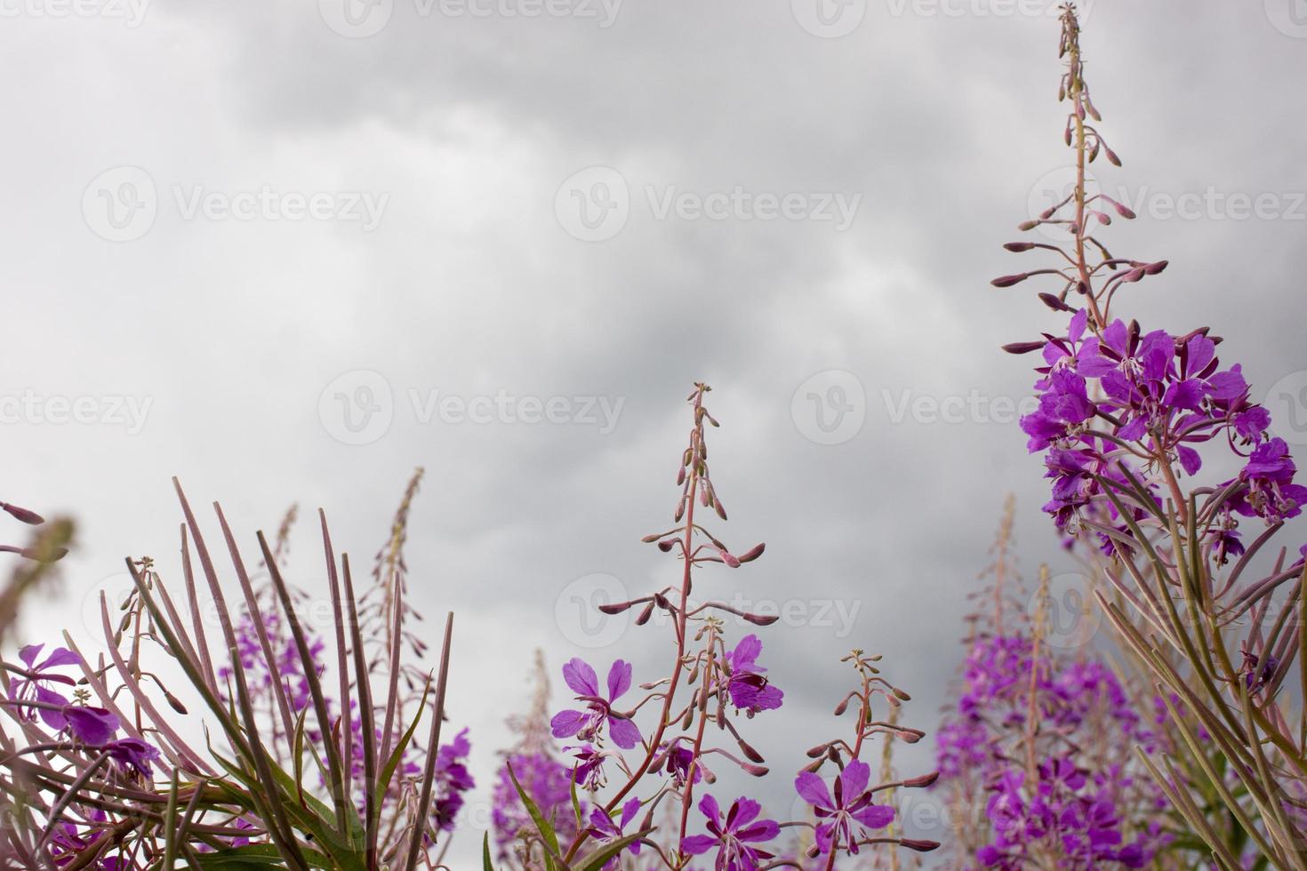 Blooming Willow herb, Ivan tea on blue sky. Willow-herb meadow. willow-herb tea, photo