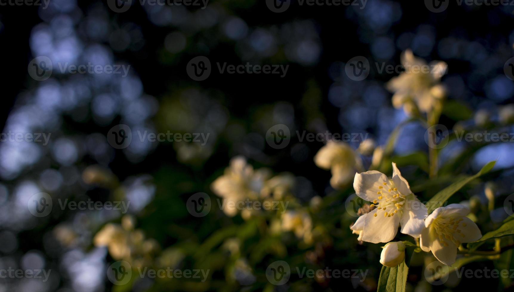 Beautiful white jasmine flower on cloudy summer day photo