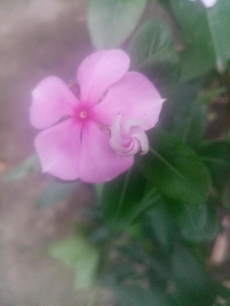 Madagasear periwinkle, wallpaper, beautiful flower, photo