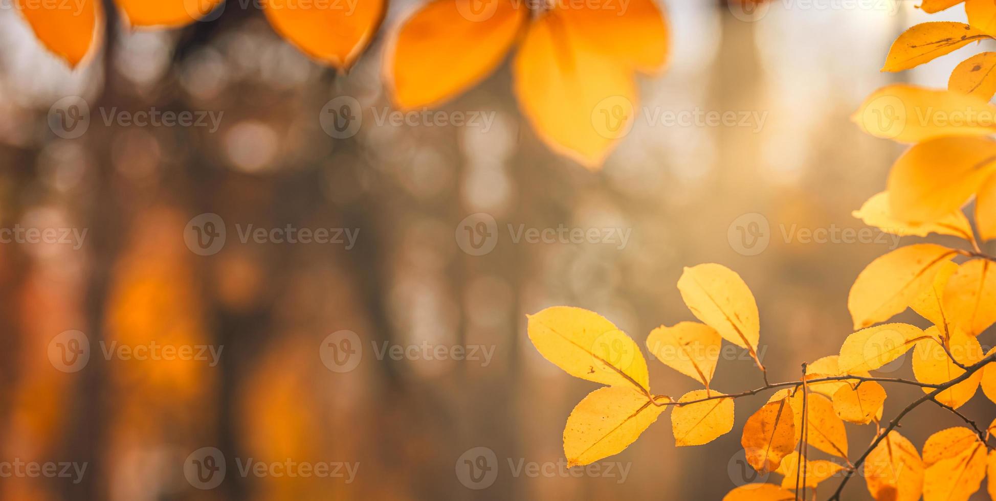 Falling yellow leaves in park bokeh background with sun beams. Autumn nature landscape. Beautiful closeup, golden leaves panorama, blurred forest foliage. Idyllic autumnal banner. Peaceful outdoors photo