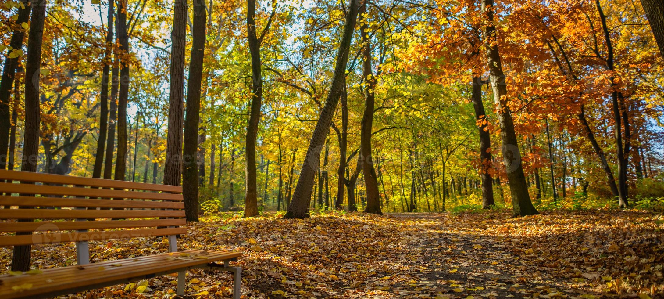 Colorful autumn park panorama, modern bench vivid colors, relaxing atmosphere. Golden fall leaves, sunny trail woodland path. Beautiful inspirational forest landscape. Fantastic nature background photo