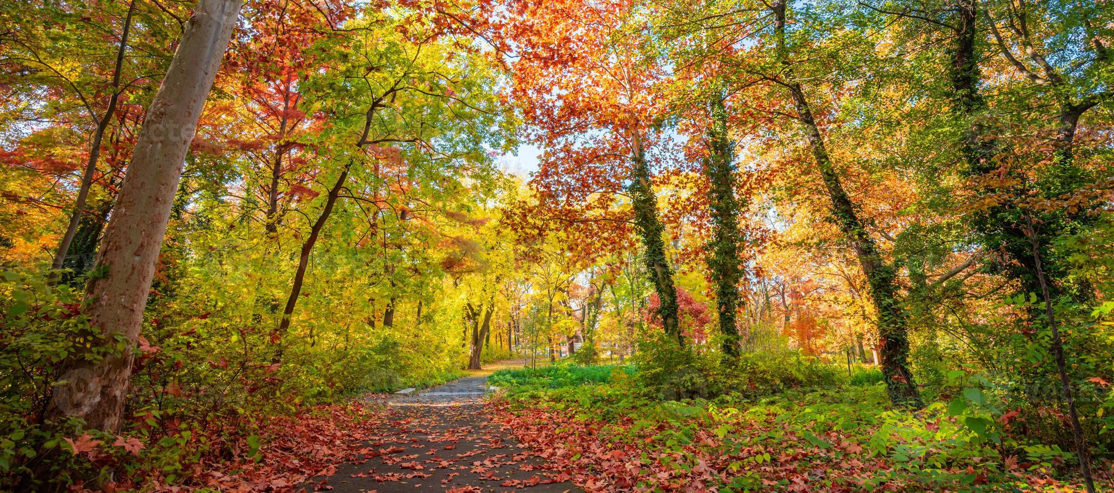 Beautiful panoramic autumn forest nature. Vivid landscape in colorful fall leaves with sun rays through branches of trees. Amazing nature panorama, fantasy idyllic scenic, tranquil sunset pathway photo