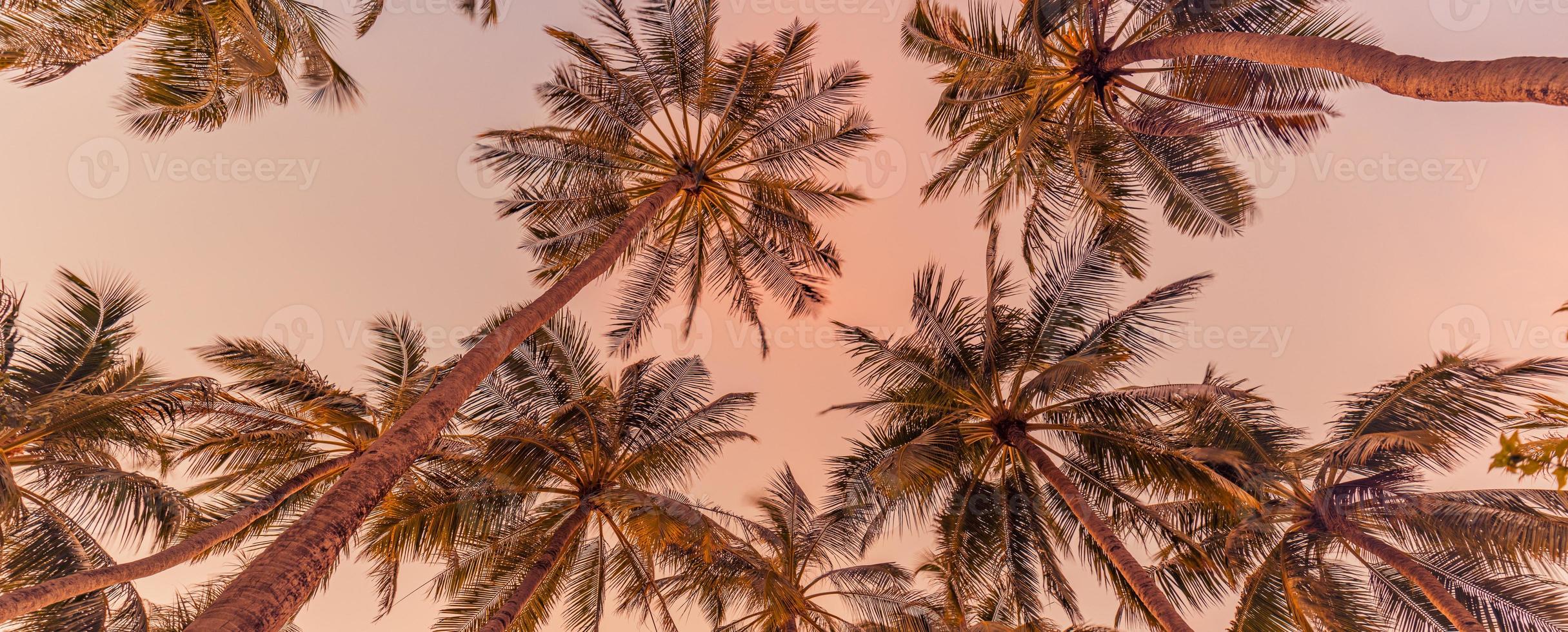 Romantic vibes of tropical palm tree with sun light on sky background. Outdoor sunset exotic foliage, closeup nature landscape. Coconut palm trees and shining sun over bright sky. Summer spring nature photo