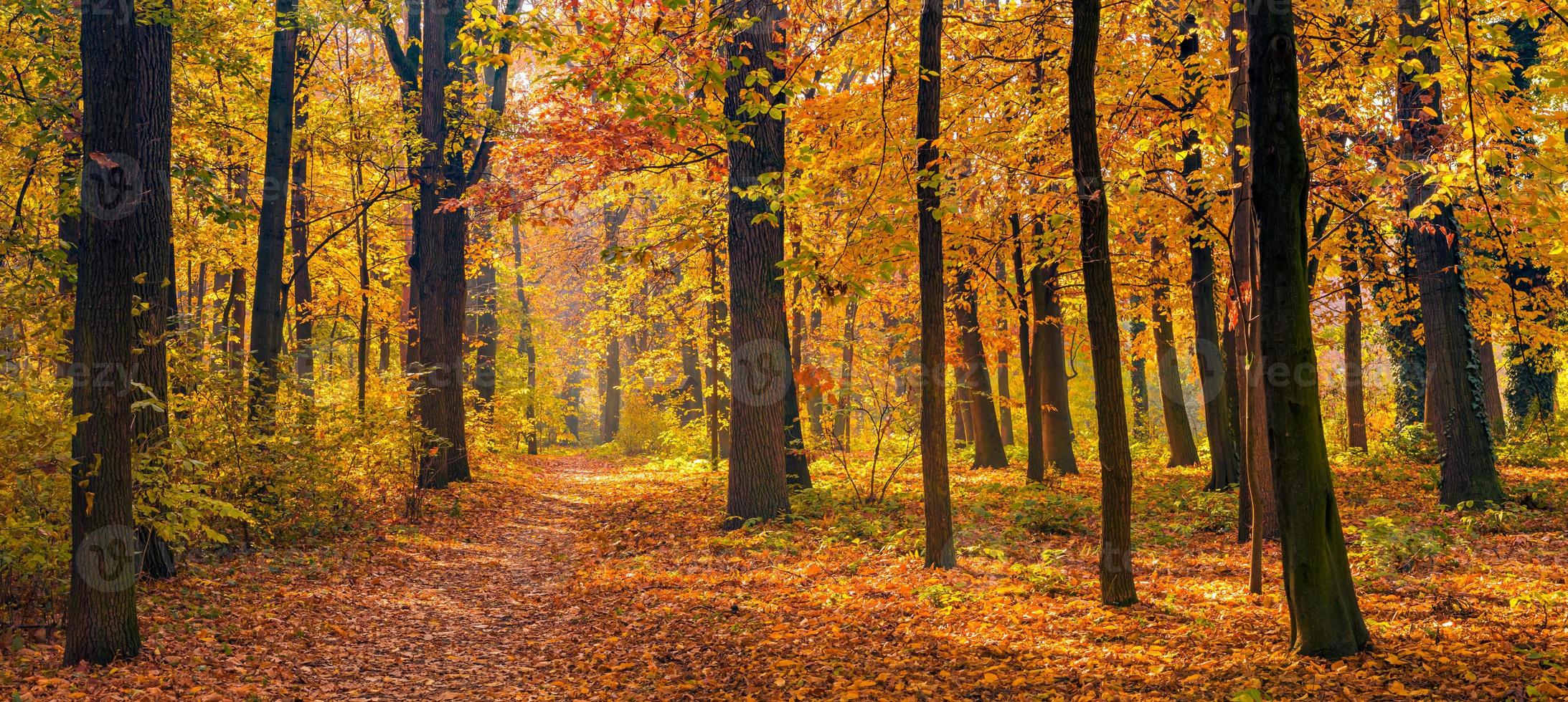 Beautiful panoramic autumn forest nature. Vivid landscape in colorful fall leaves with sun rays through branches of trees. Amazing nature panorama, fantasy idyllic scenic, tranquil sunset pathway photo