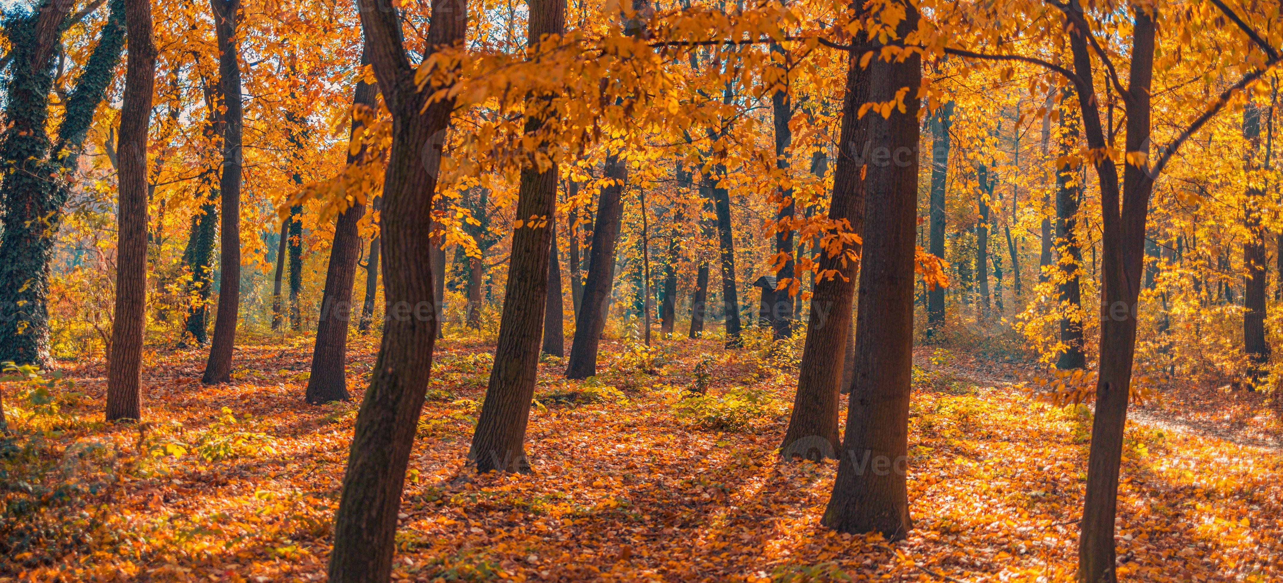 Beautiful panoramic autumn forest nature. Vivid landscape in colorful