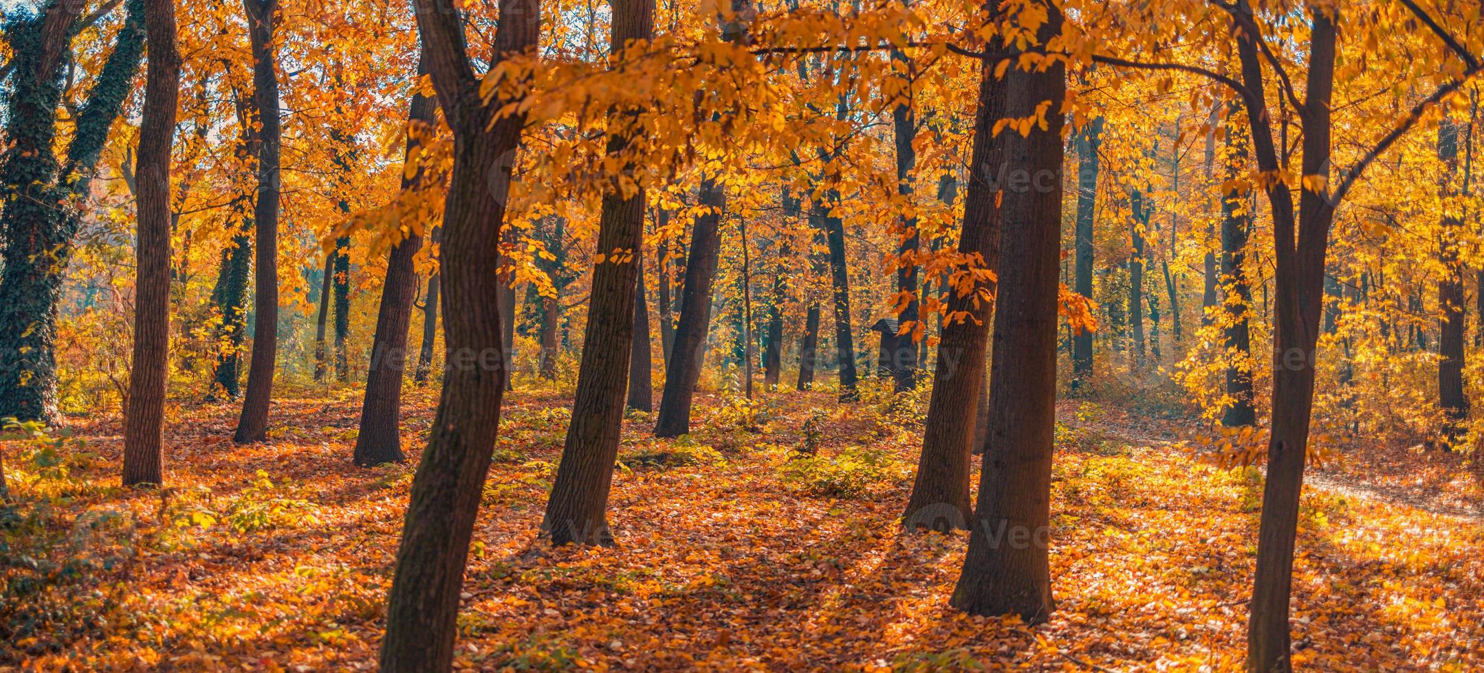 Beautiful panoramic autumn forest nature. Vivid landscape in colorful fall leaves with sun rays through branches of trees. Amazing nature panorama, fantasy idyllic scenic, tranquil sunset pathway photo