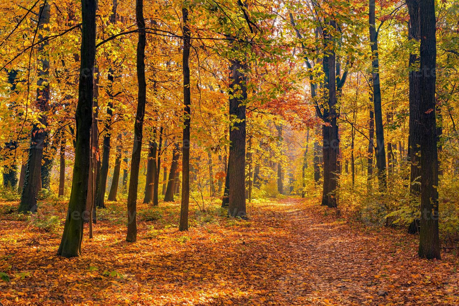 hermoso sendero en el bosque de otoño. sol a través de los árboles. hojas de otoño, colores vivos naranja amarillo dorado. fondo de aventura de otoño, naturaleza libertad follaje tranquilo. camino de paisaje soleado y pacífico foto