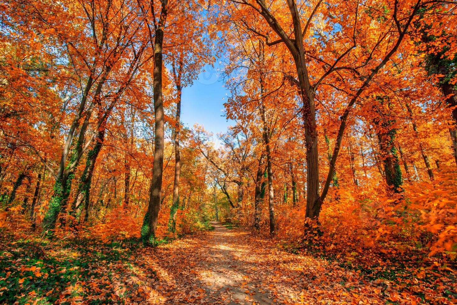 Beautiful trail in autumn forest. Sunshine through the trees. Autumn leaves, gold yellow orange vivid colors. Fall adventure background, nature freedom tranquil foliage. Peaceful sunny landscape path photo