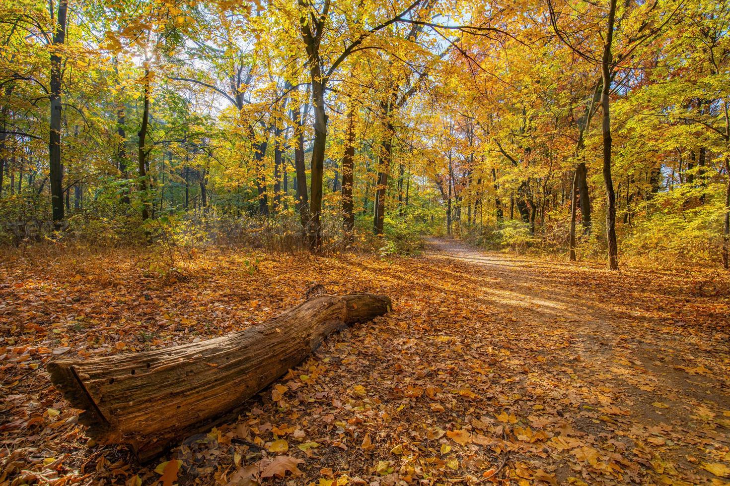 Autumn forest nature. Vivid colorful  sunset forest with sun rays. Old log in foreground, peaceful fall nature landscape. Colorful leaves, tranquil trail pathway, golden woodland. Freedom concept photo