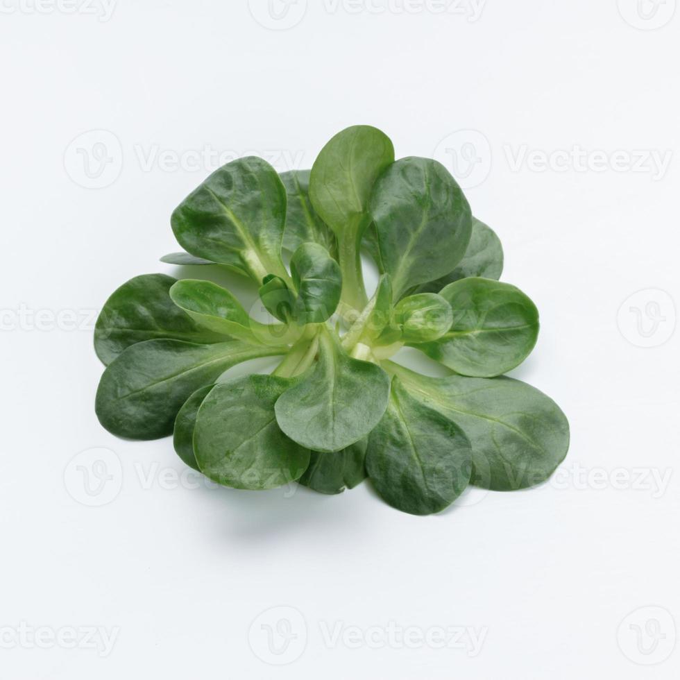 Corn Salad Leaves isolated on white background. photo