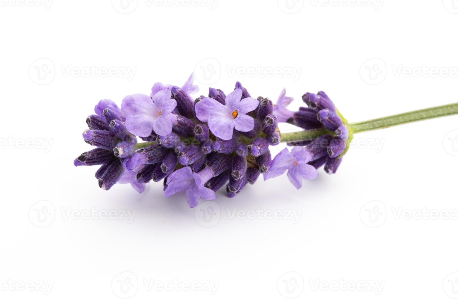 Lavender flowers on a white background. photo