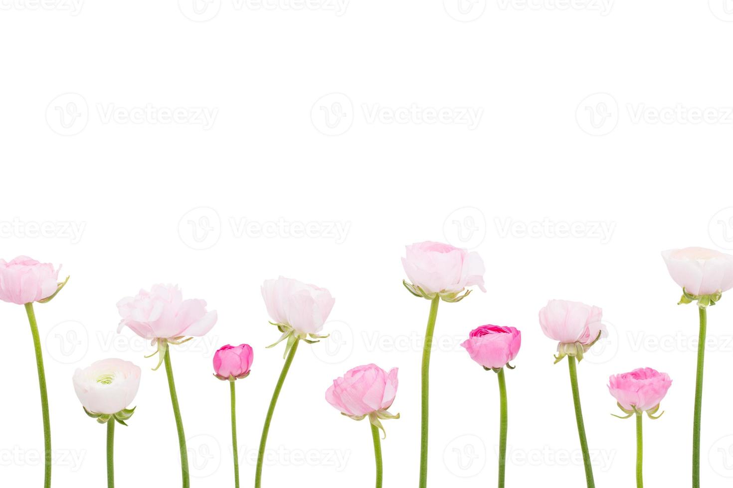 Beautiful colored ranunculus flowers on a white background.Spring greeting card. photo