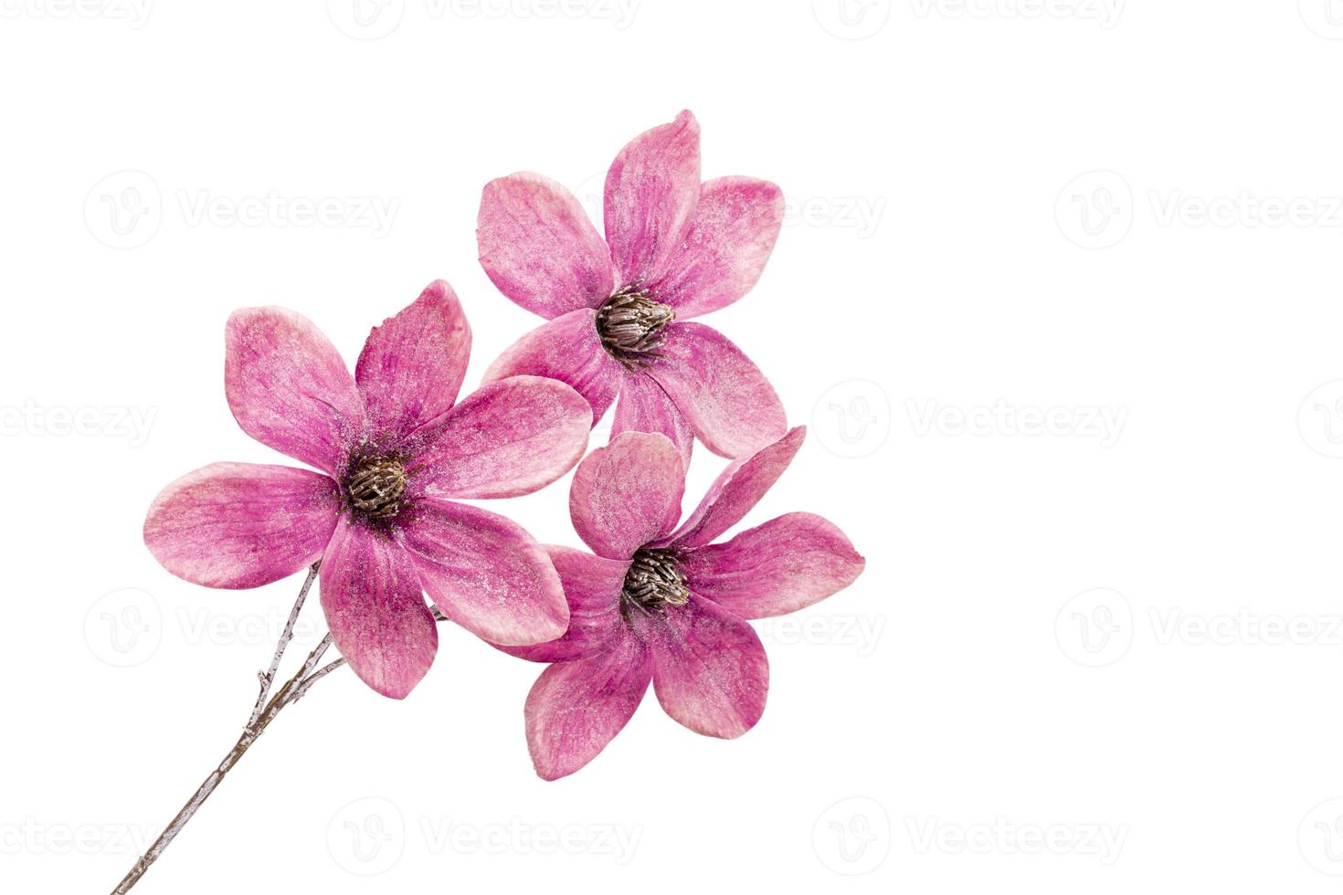 Pink magnolia flowers isolated on white background. photo