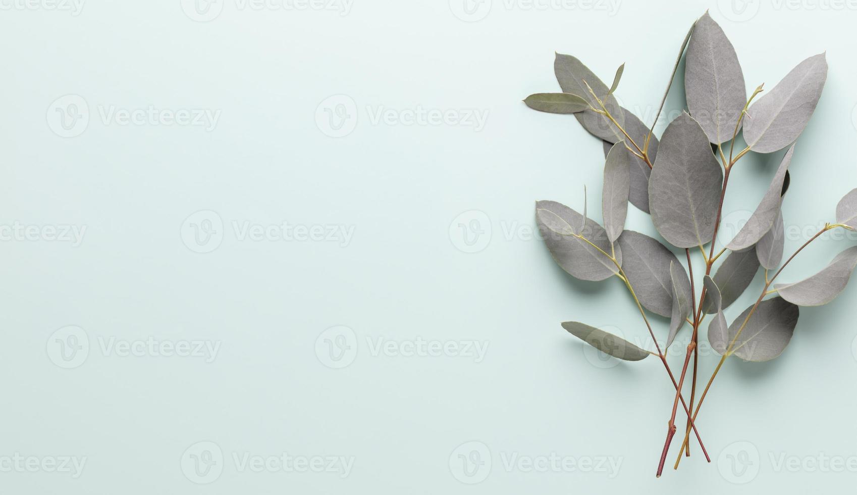 Banner with eucalyptus branches on a blue pastel background. Place for text. photo
