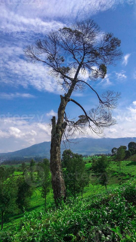 vista de una plantación de té foto