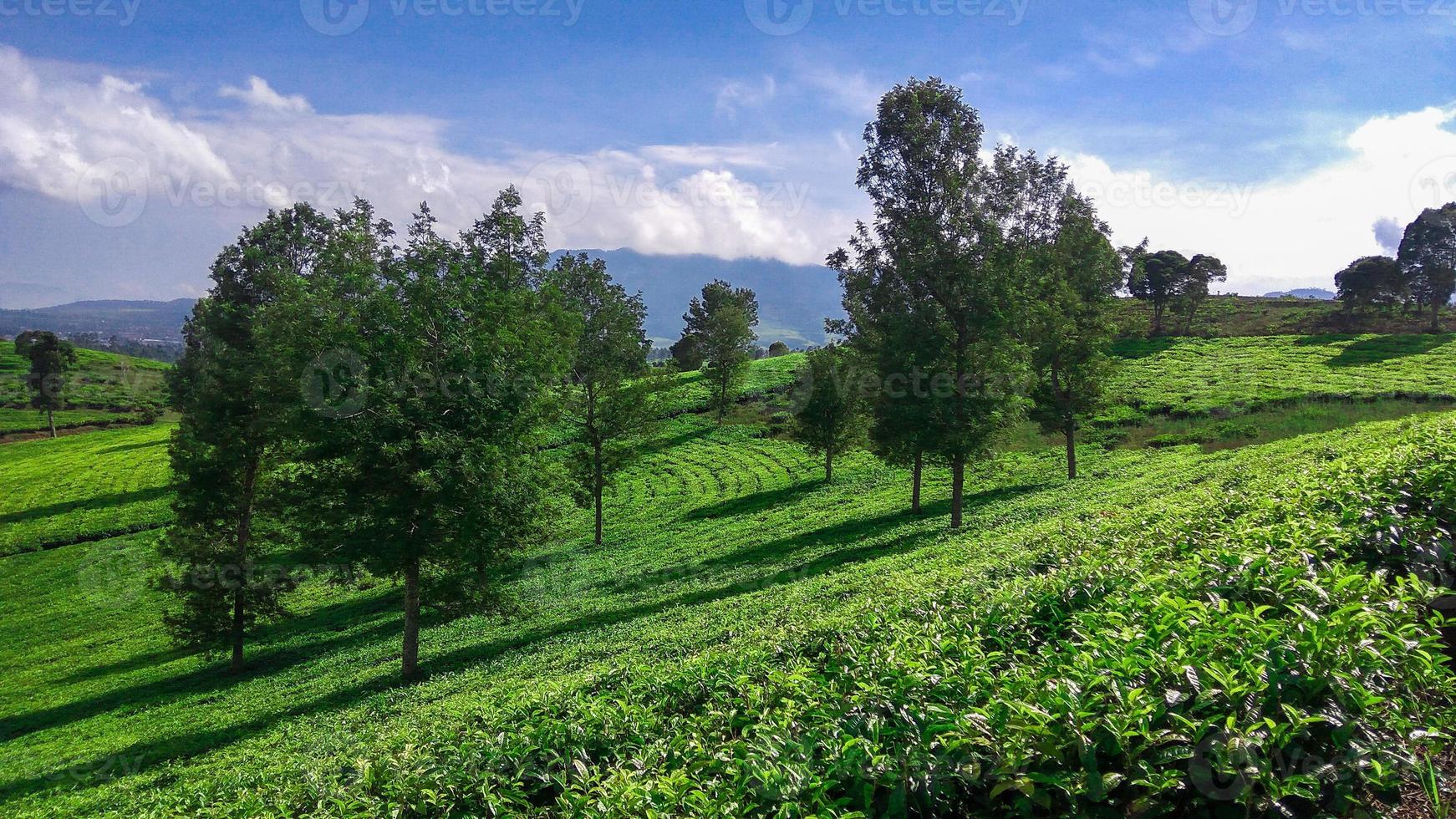 vista de una plantación de té foto