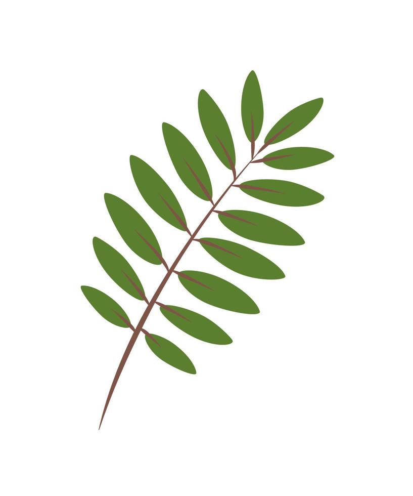 Rowan leaf and branch doodle vector illustration, isolate on white.