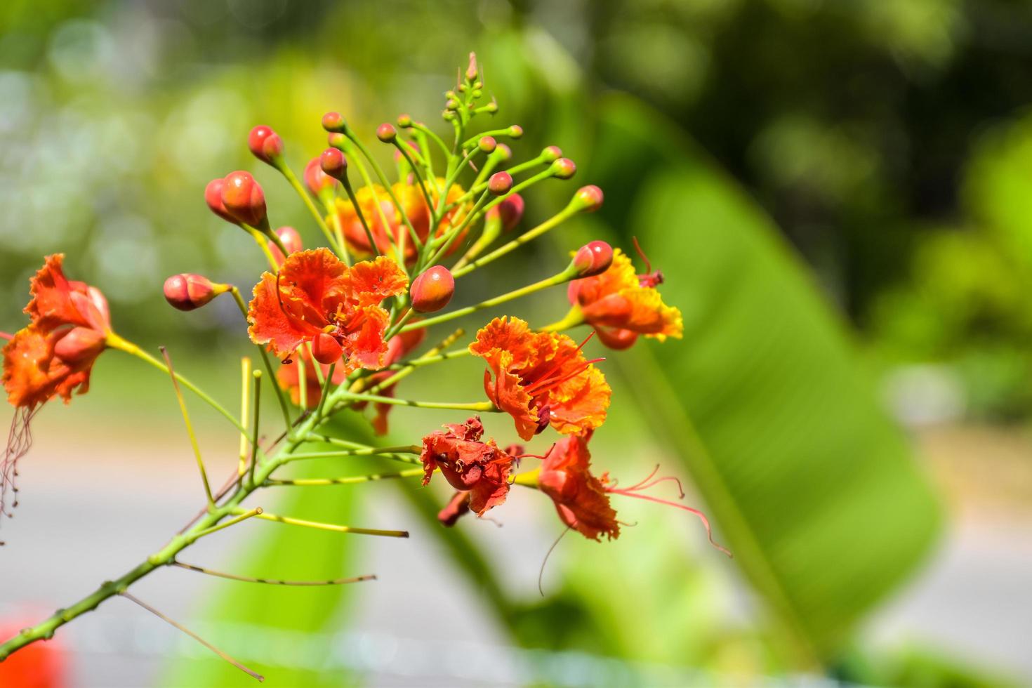Beautiful yellow orange peacock flowers blooming in the Thailand garden photo