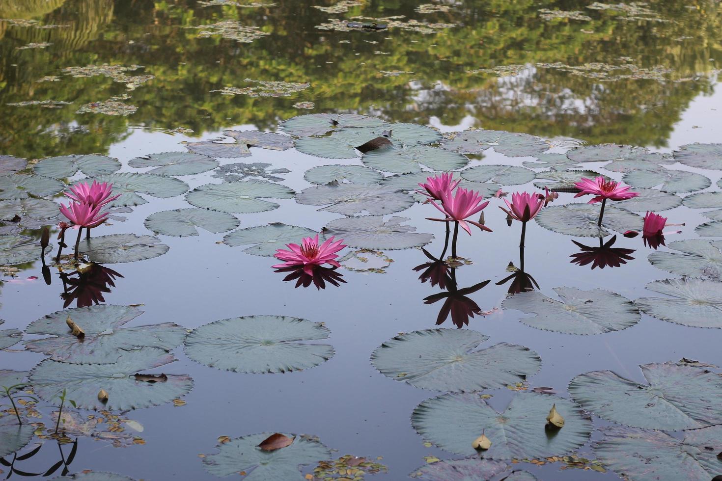 flor de loto rosa o lirio de agua flotando en el agua foto