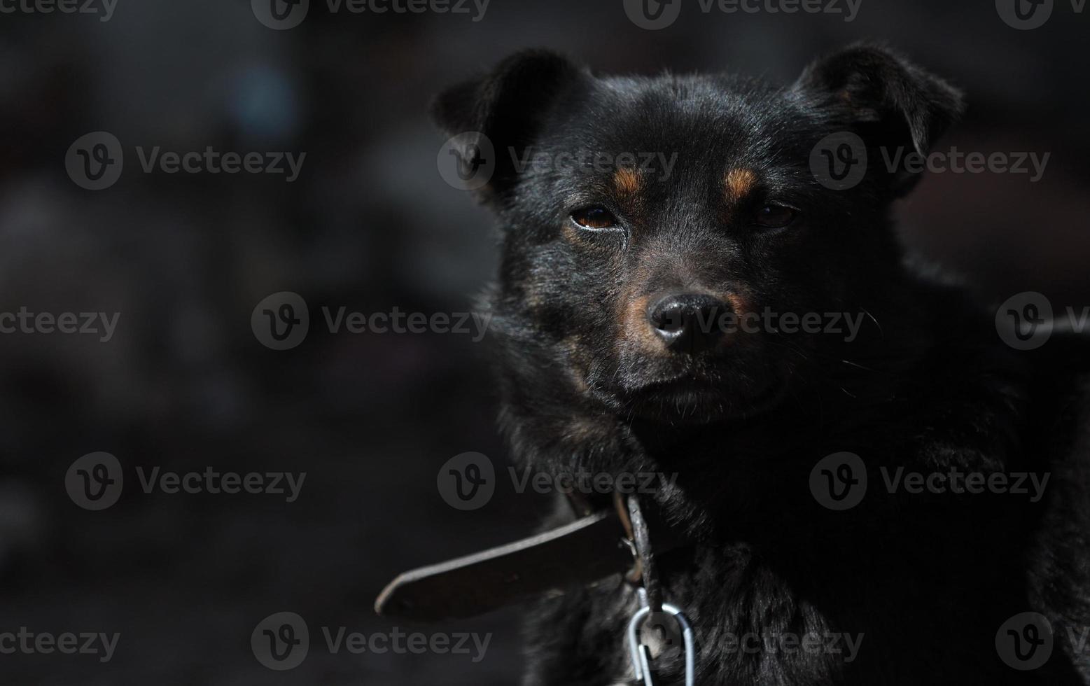 perro mestizo negro encadenado a una cadena en condiciones de vida cerca de su stand y tazones de comida mirando en cámara. perro joven de la yarda en una cadena. escena rural natural. foto