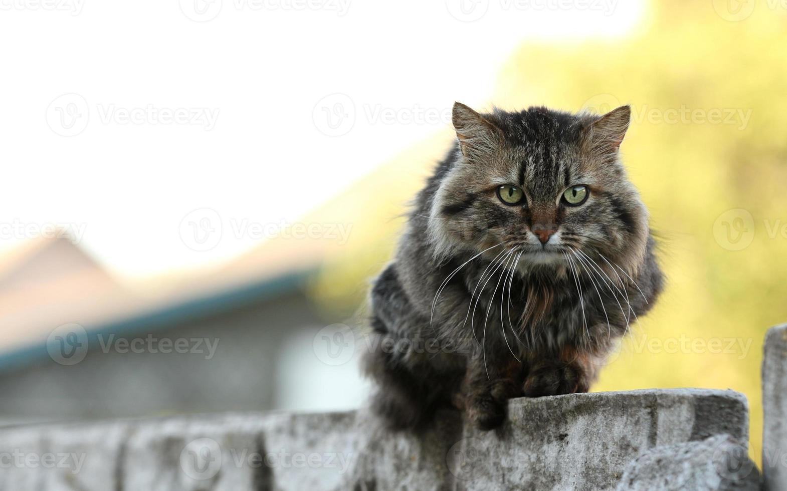 striped country cat sitting on the fence and looking in camera. High quality 4k footage photo