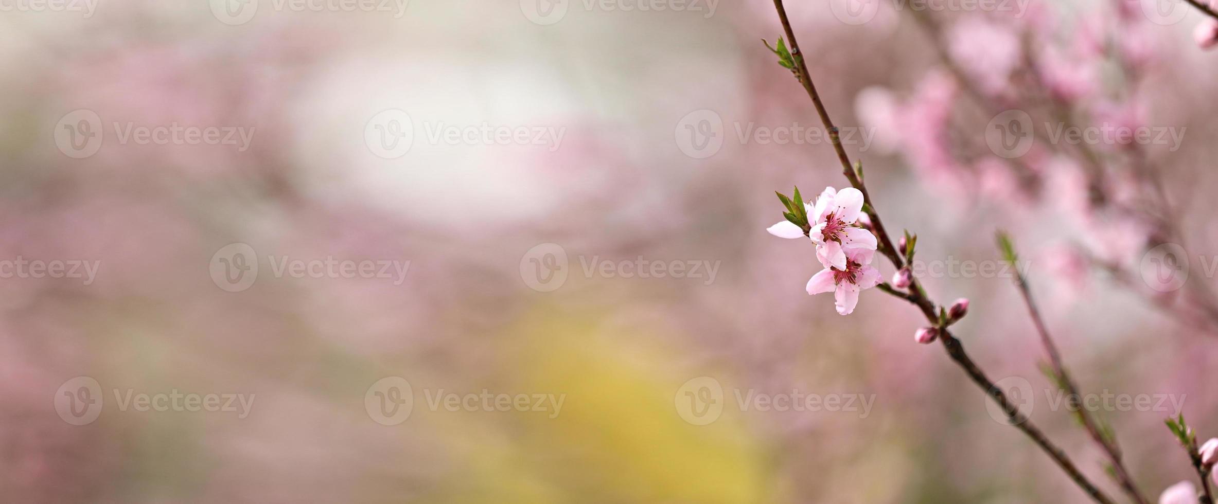 Pink peach flower blossoms in spring season. Beautiful peach blossoms sway in the wind. Beautiful bright pink blooming peach flowers on the branches. Closeup photo