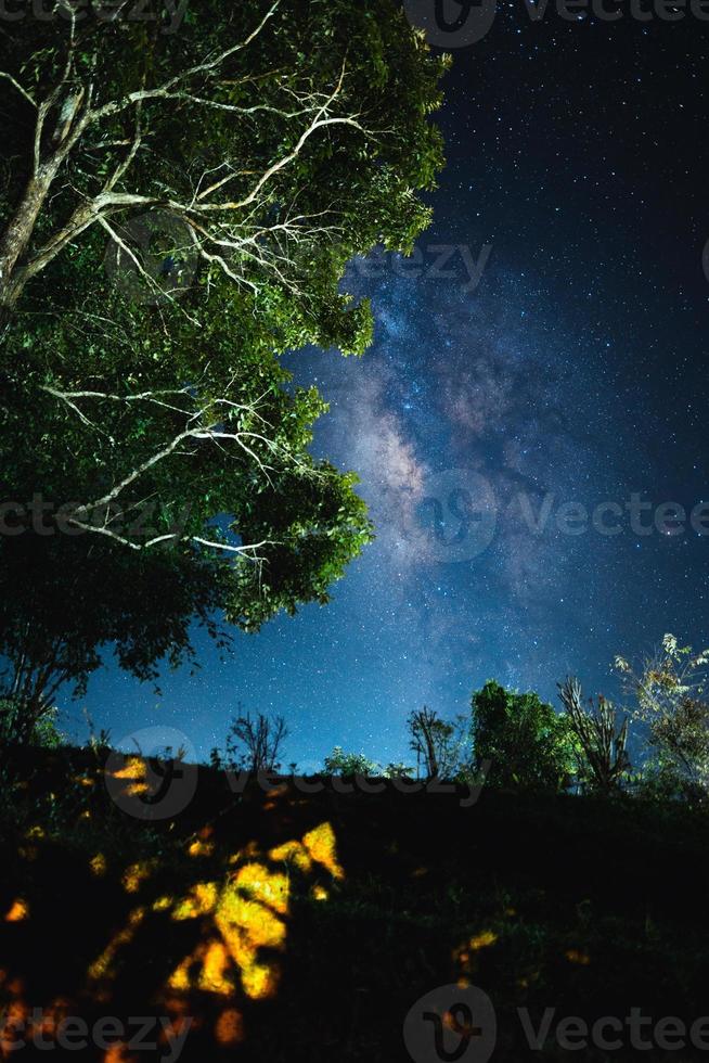 Night scene milky way background,Trees Against Sky At Night photo