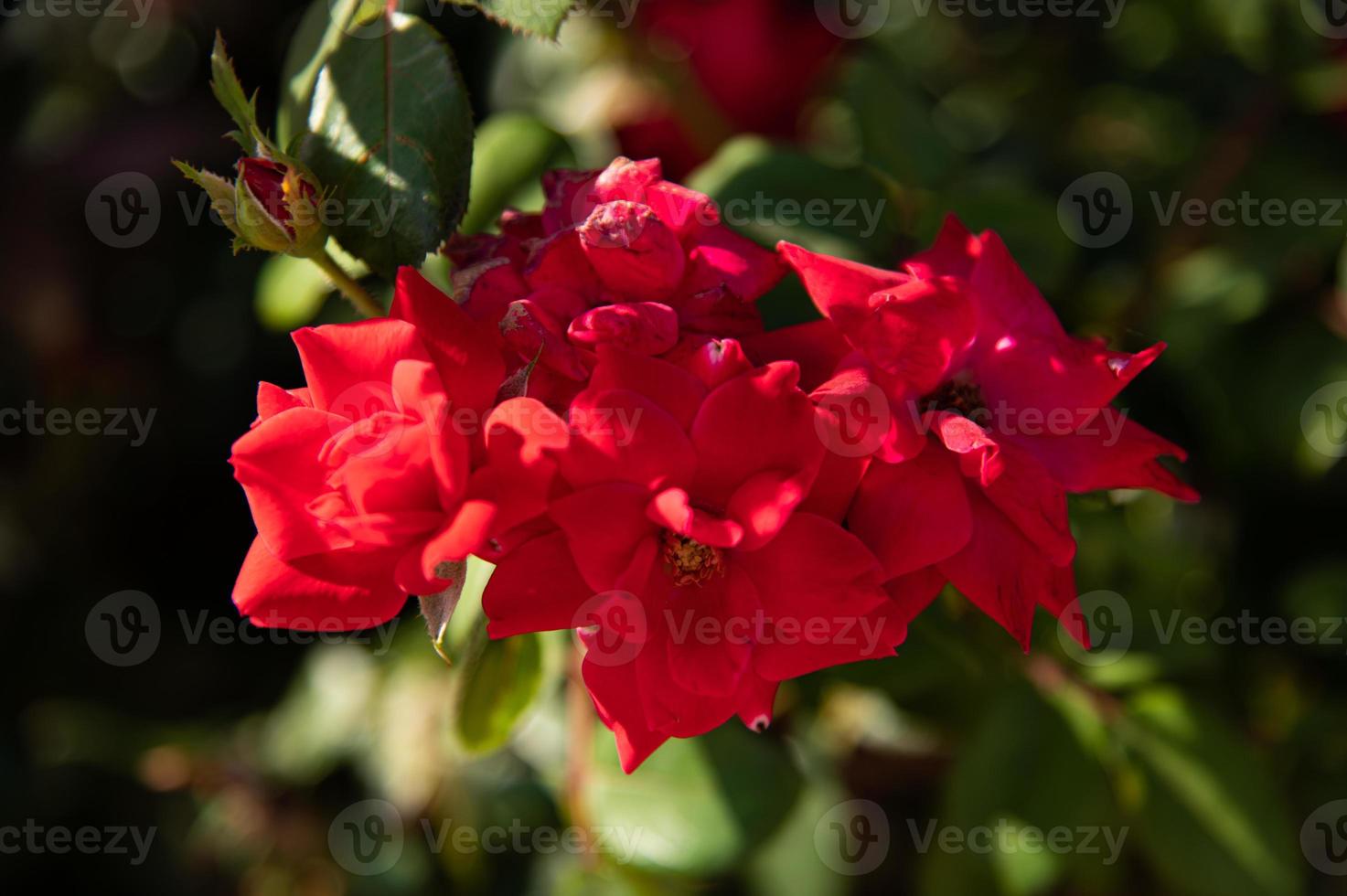 flores rojas hospitalarias foto