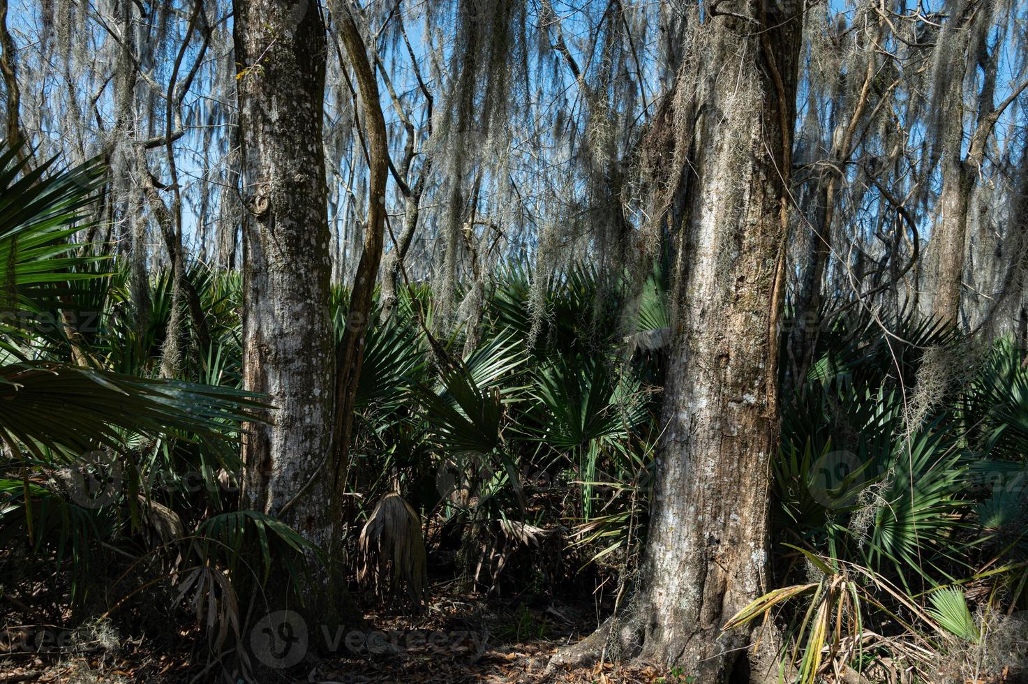 Mandalay National Wildlife Refuge Forest photo