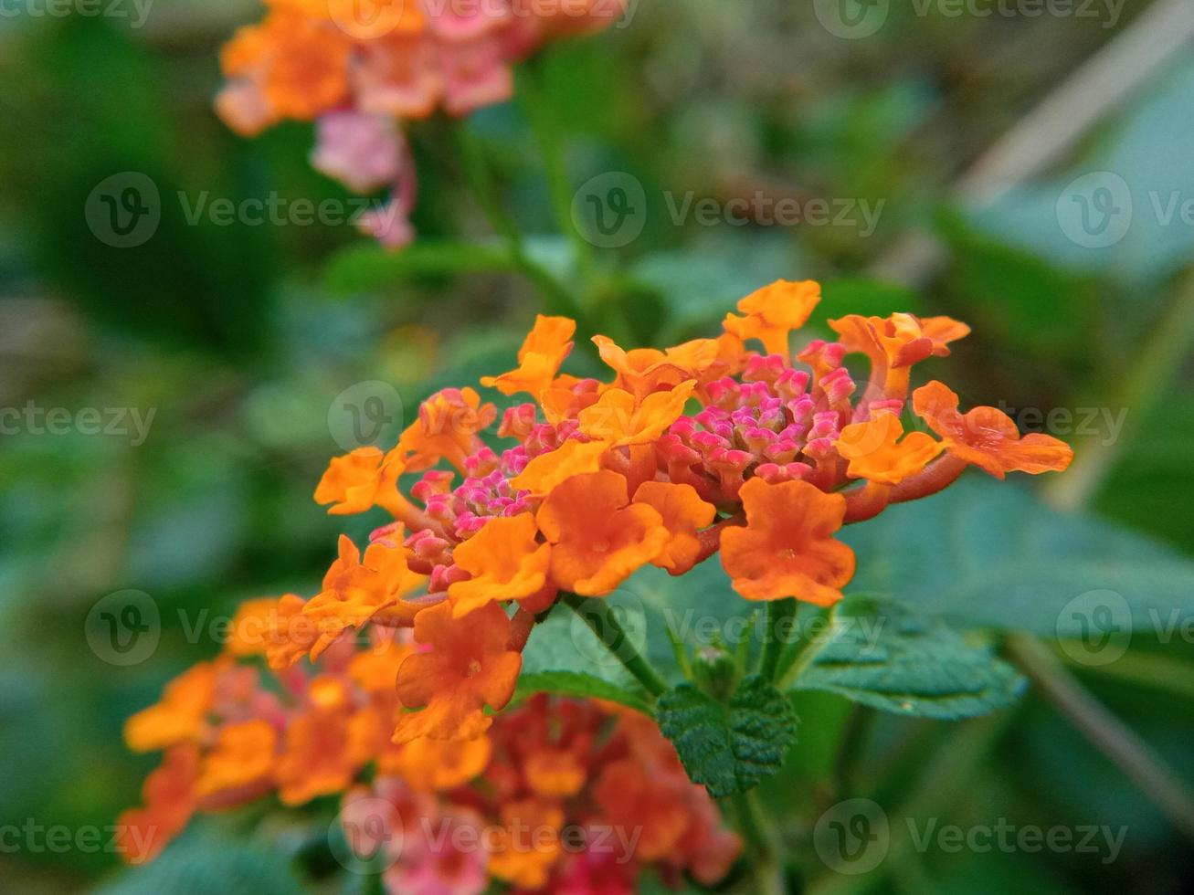 Beautiful Orange flower is blooming photo