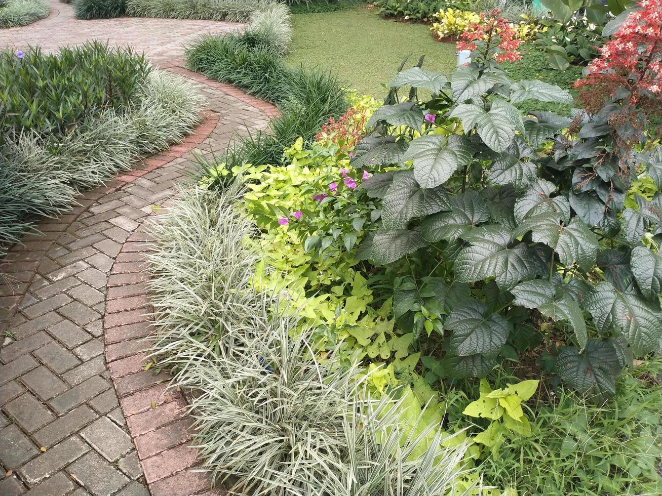 parque con camino de adoquines y plantas ornamentales. esta imagen se puede utilizar para cualquier cosa relacionada con la naturaleza, el medio ambiente, el bosque, la biodiversidad, la vegetación, el jardín, el exterior, el parque foto