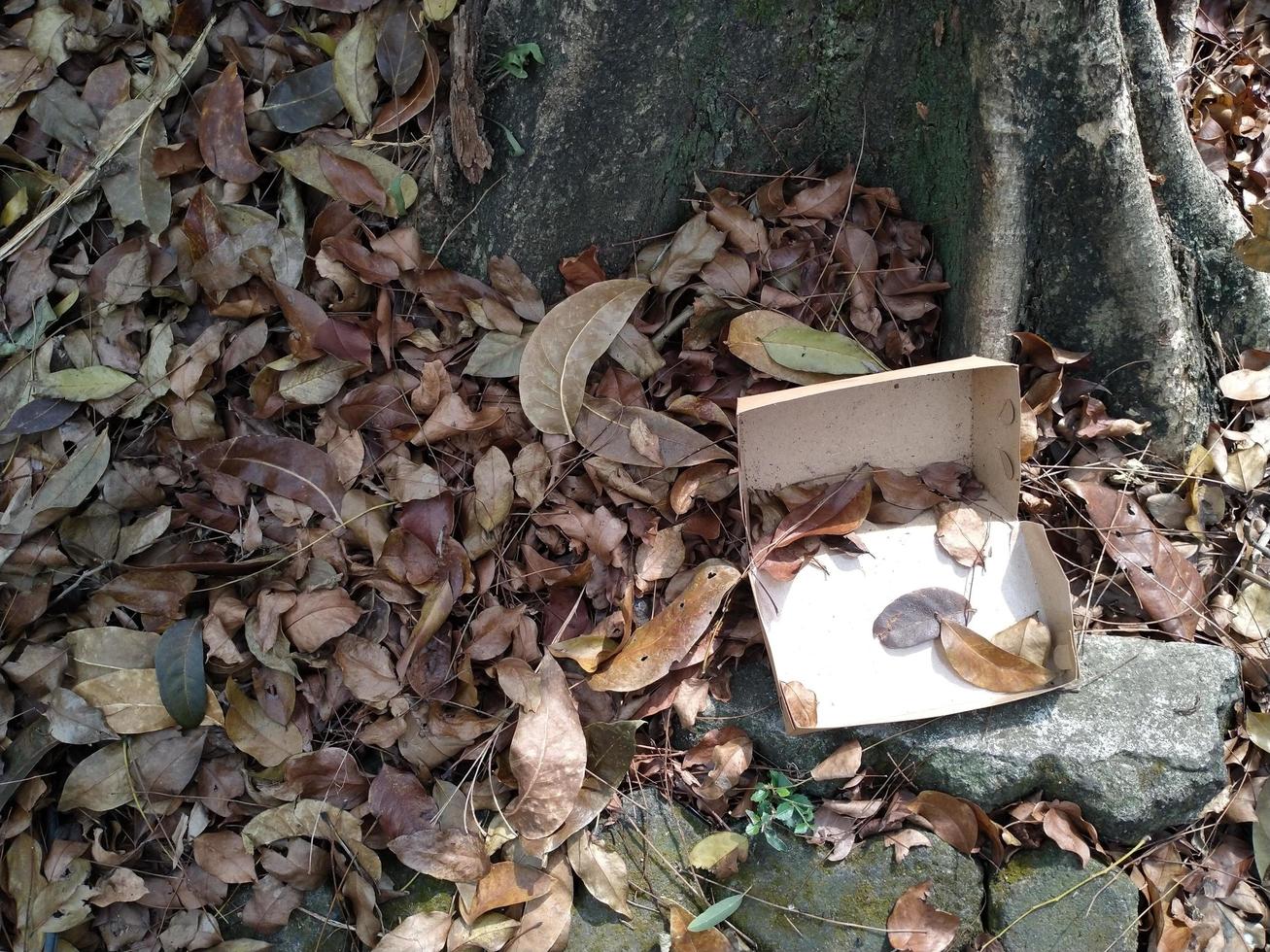 caja de papel sin usar y hojas secas alrededor de grandes raíces de árboles. esta imagen se puede usar para cualquier cosa relacionada con la naturaleza, el medio ambiente, el bosque, la biodiversidad, la vegetación foto