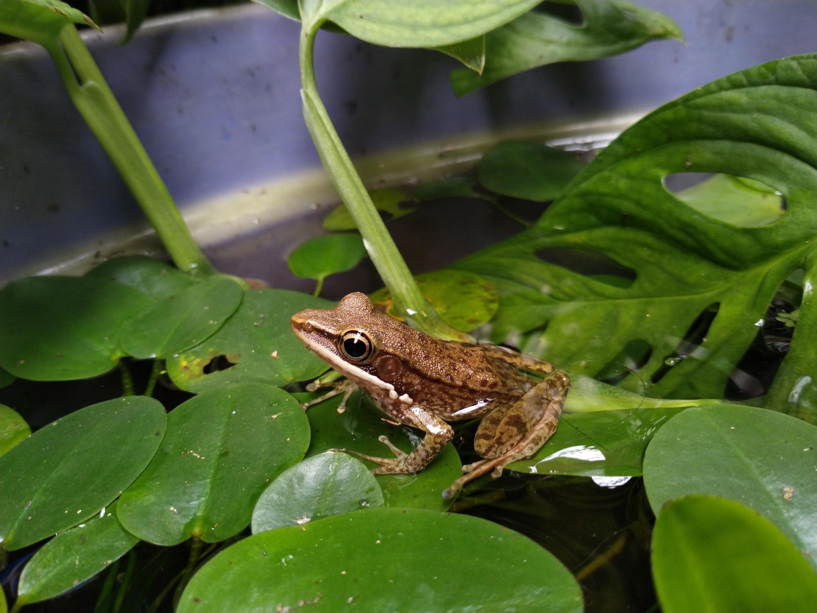 a frog on the pond among the water plants. This photo is suitable for