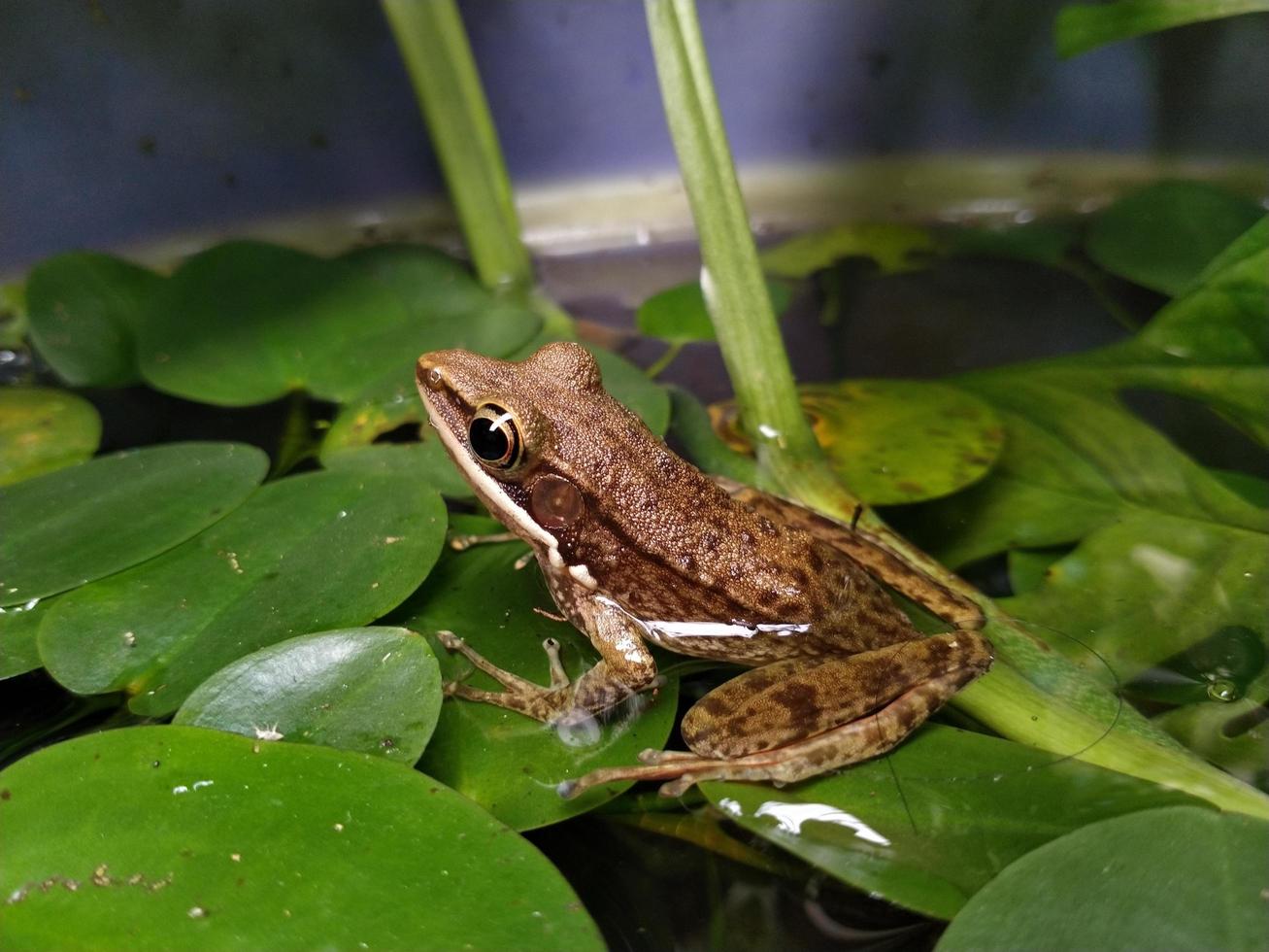 a frog on the pond among the water plants. This photo is suitable for anything related to nature, environment, wildlife, amphibian, pond, ecosystem, biological, biodiversity.