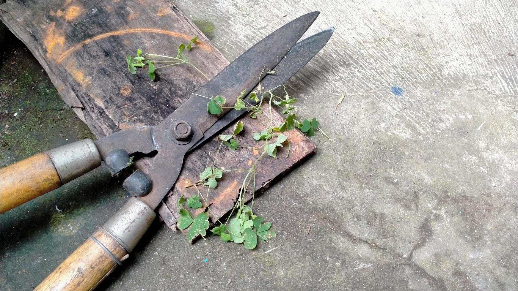 Las podadoras de césped se oxidan después de su uso. esta foto es apta para todo lo relacionado con jardinería, jardines, hobbies, plantas, viveros, agricultura.