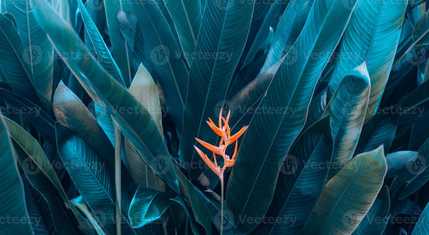 Orange flower on light and dark tropical leaf nature background.paint dye of leaves and nature background photo