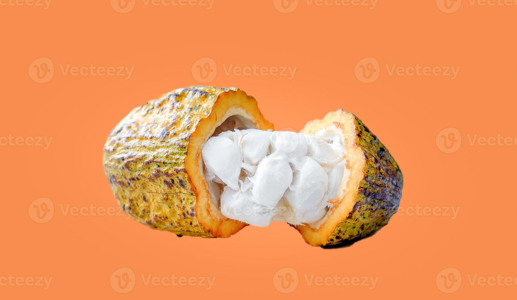 Fresh cacao or cocoa pods and cocoa fruit cut in half that reveal the flesh in white on orange background photo