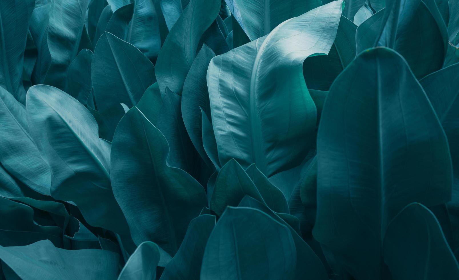 The background of green and the color dye of the autumn leaves are perfect, Close- up abstract green leaf texture background tropical leaves dye. photo