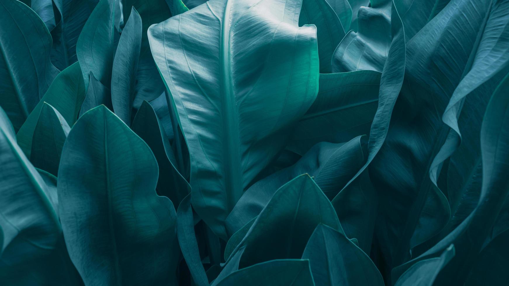 The background of green and the color dye of the autumn leaves are perfect, Close- up abstract green leaf texture background tropical leaves dye. photo