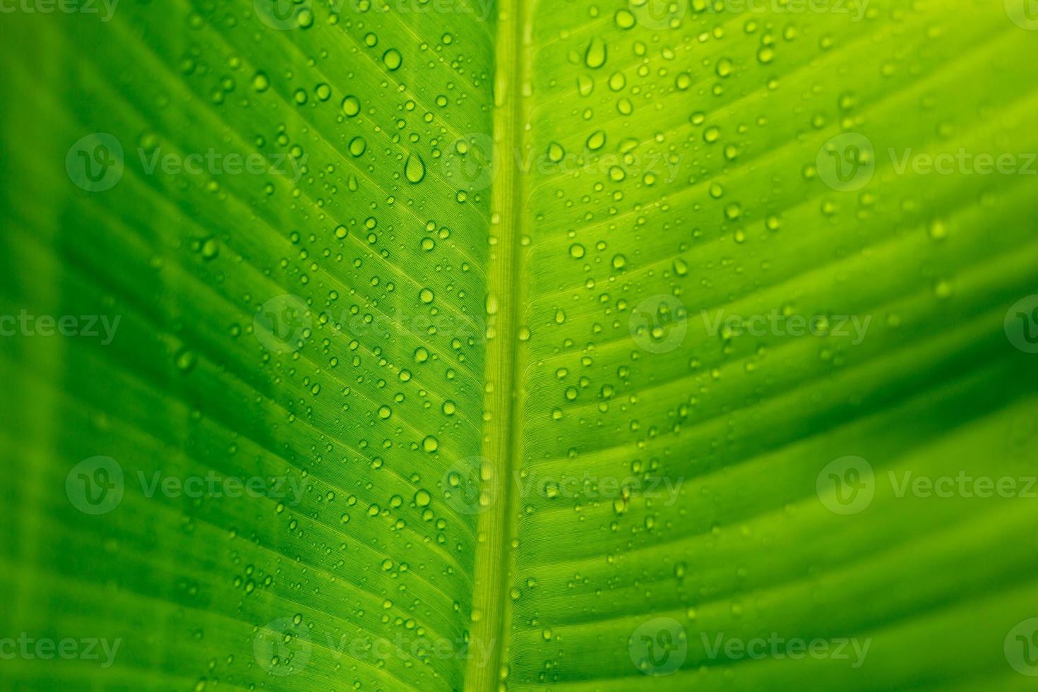 Close-up of green banana leaf background with details of a leaf-covered in water droplets. Macro vibrant plant nature organic. Abstract green leaf light. photo