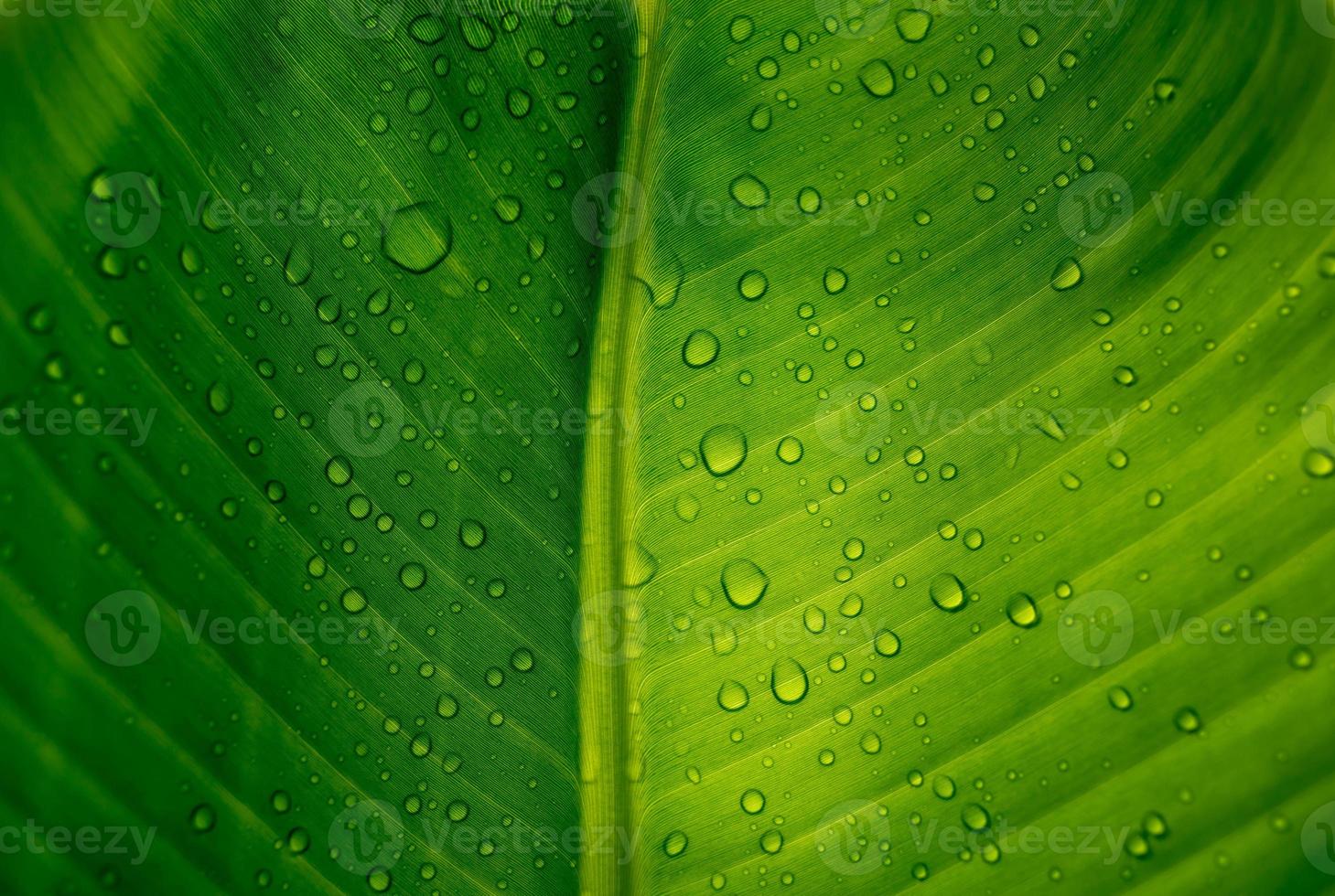 Close-up of green banana leaf background with details of a leaf-covered in water droplets. Macro vibrant plant nature organic. Abstract green leaf light. photo