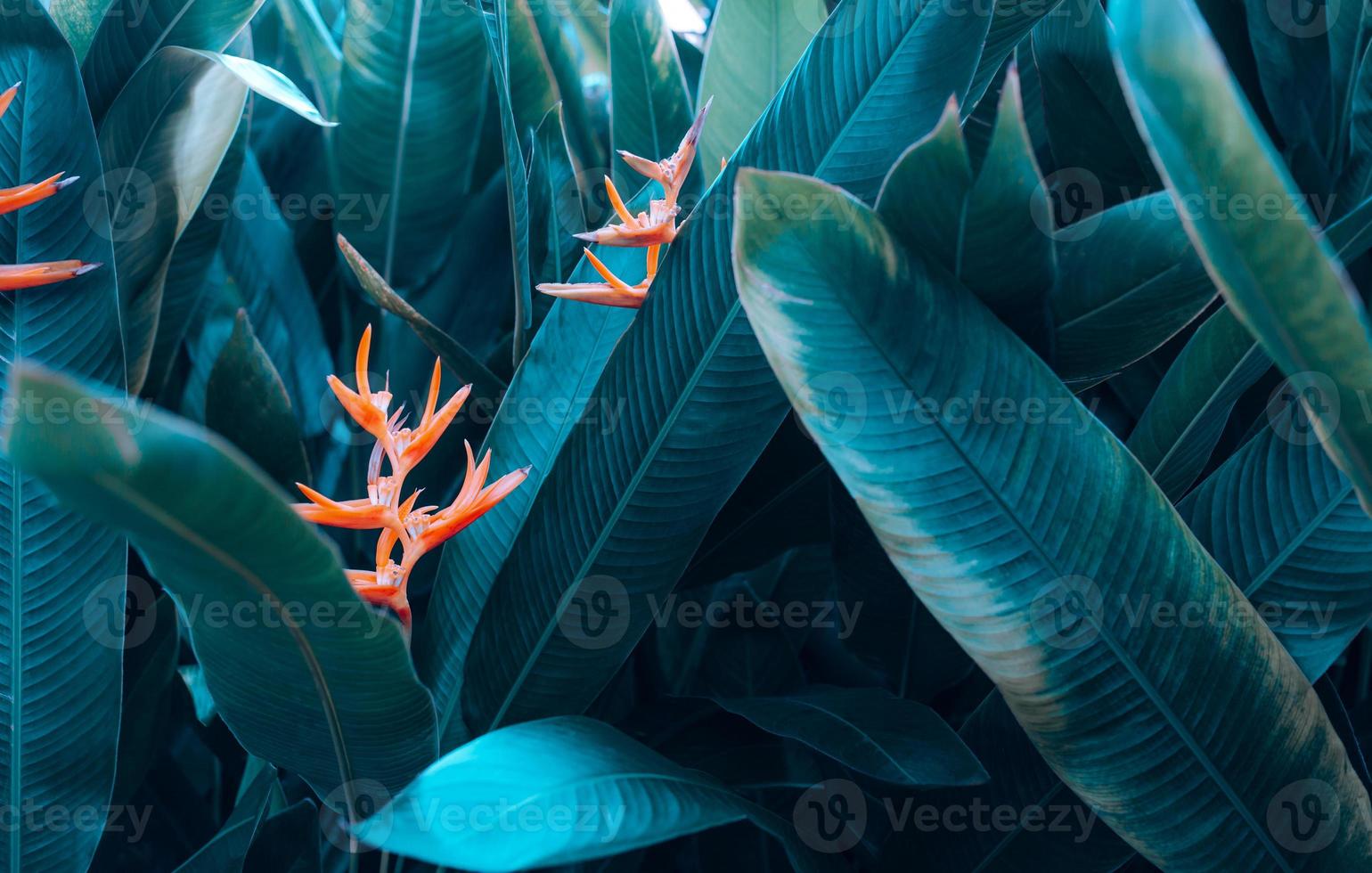 flor de naranja sobre fondo de naturaleza de hoja tropical claro y oscuro. tinte de pintura de hojas y fondo de naturaleza foto