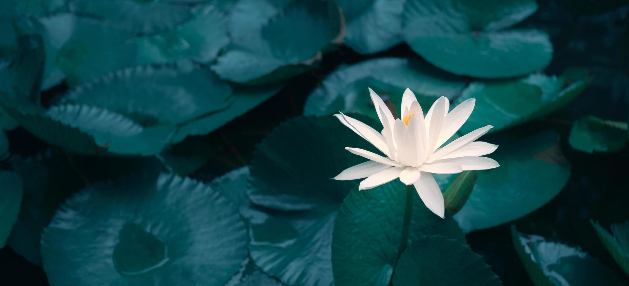 primer plano hermosa flor de loto blanco en el estanque.lirio de fondo de flor de loto blanco flotando en el agua foto