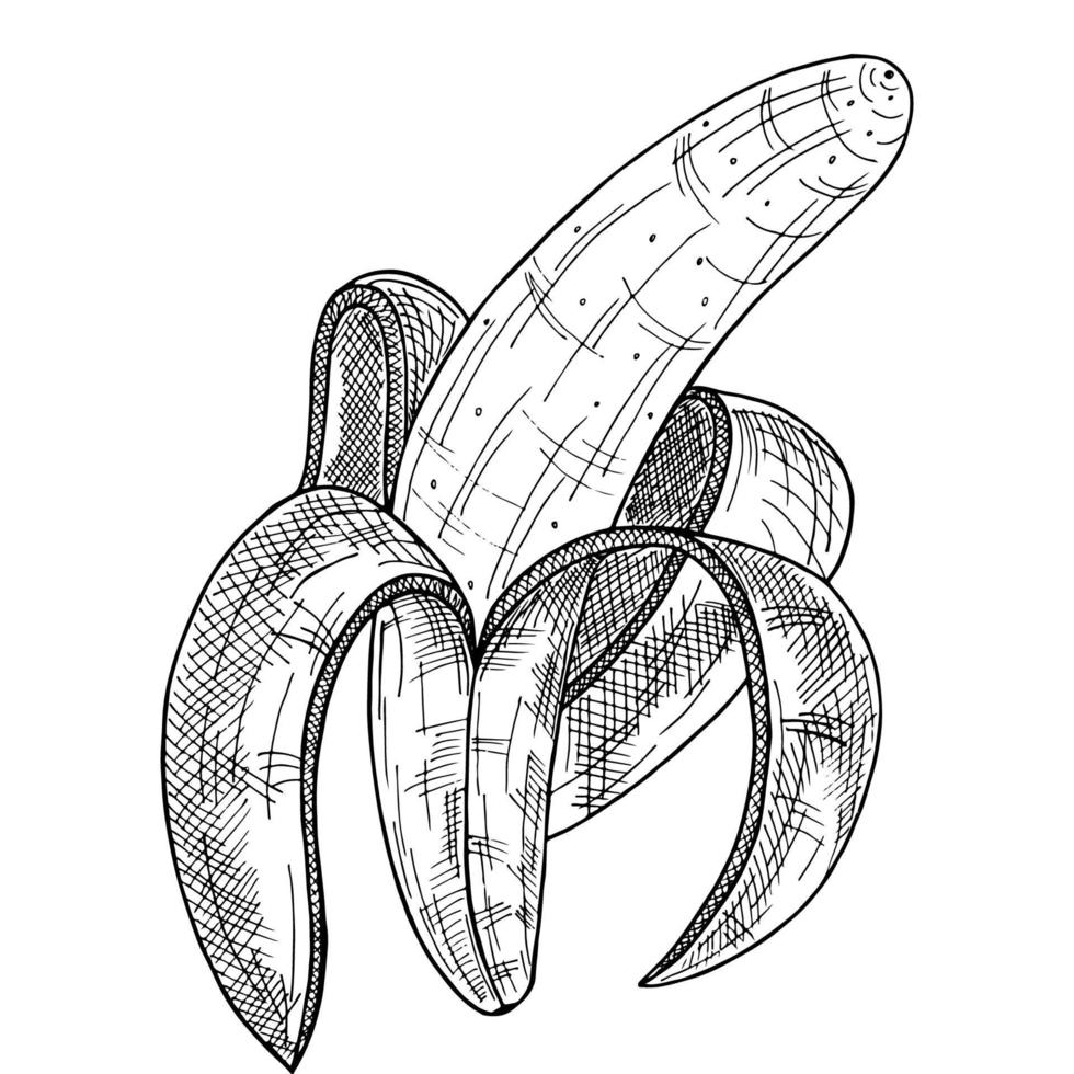 Peeled banana fruit. Organic food is healthy food. Engraved hand-drawn vintage retro vector illustration. Banana isolated on a white background drawn by hand.