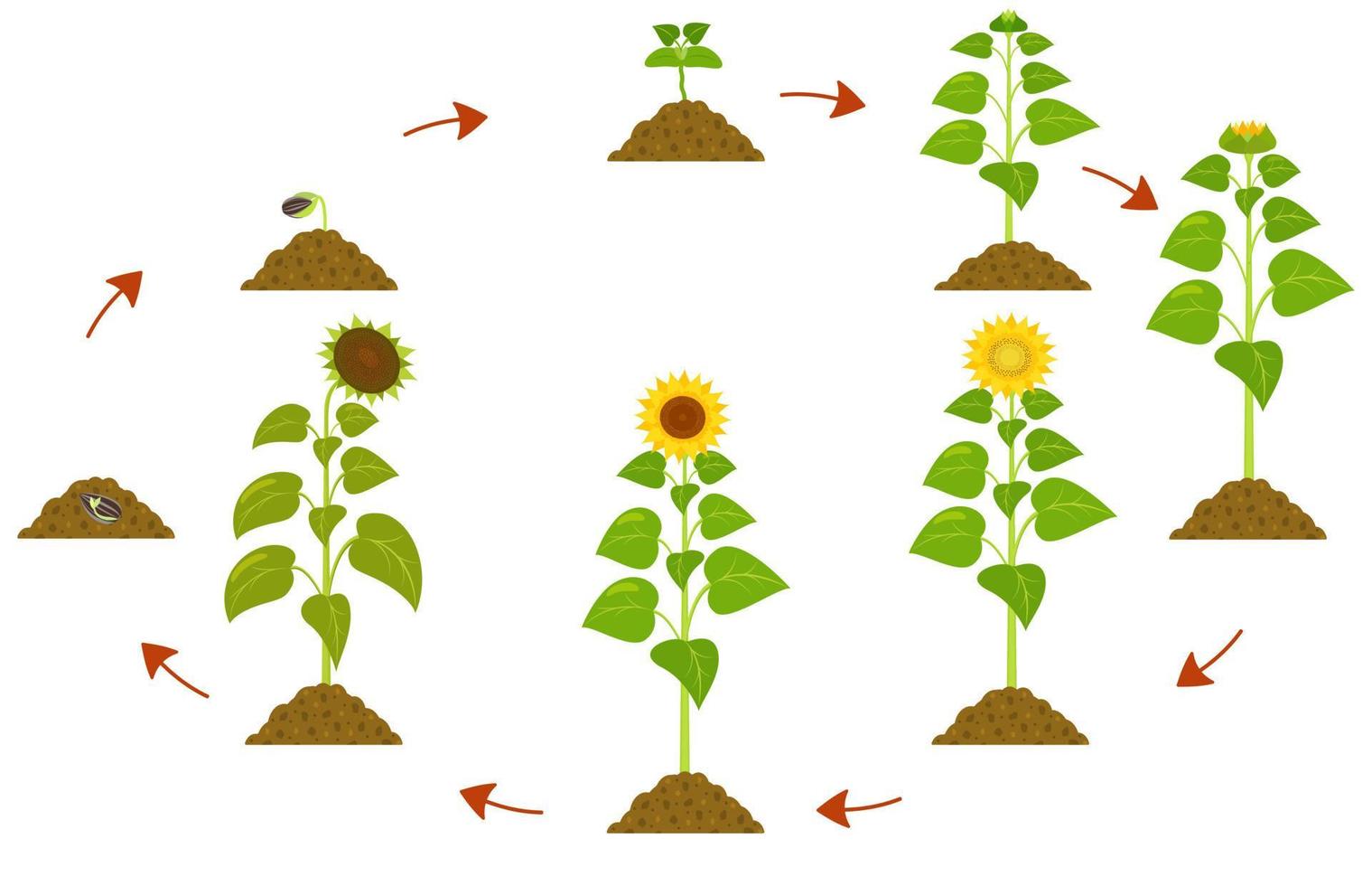 ciclo de vida del girasol. infografía de las etapas de crecimiento de las plantas desde la semilla hasta la madurez. vector