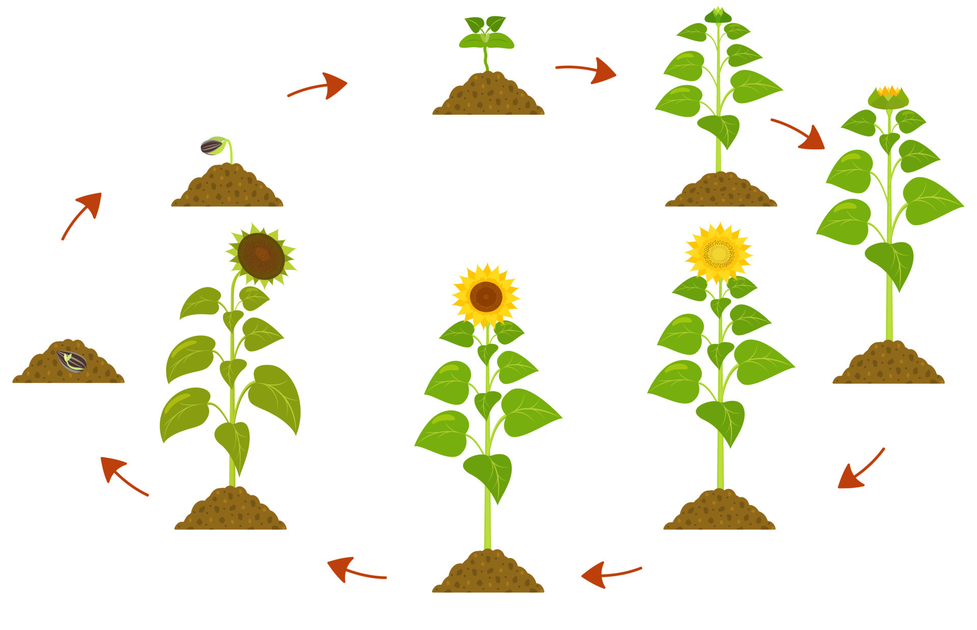 Sunflower life cycle. Infographic of plant growth stages from seed to