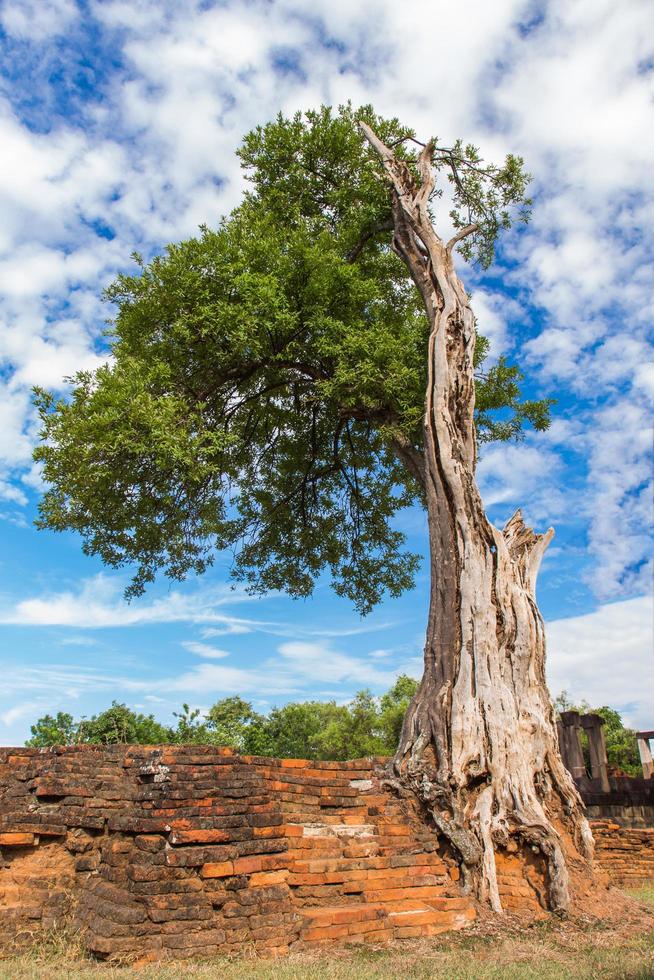 tree on the wall photo