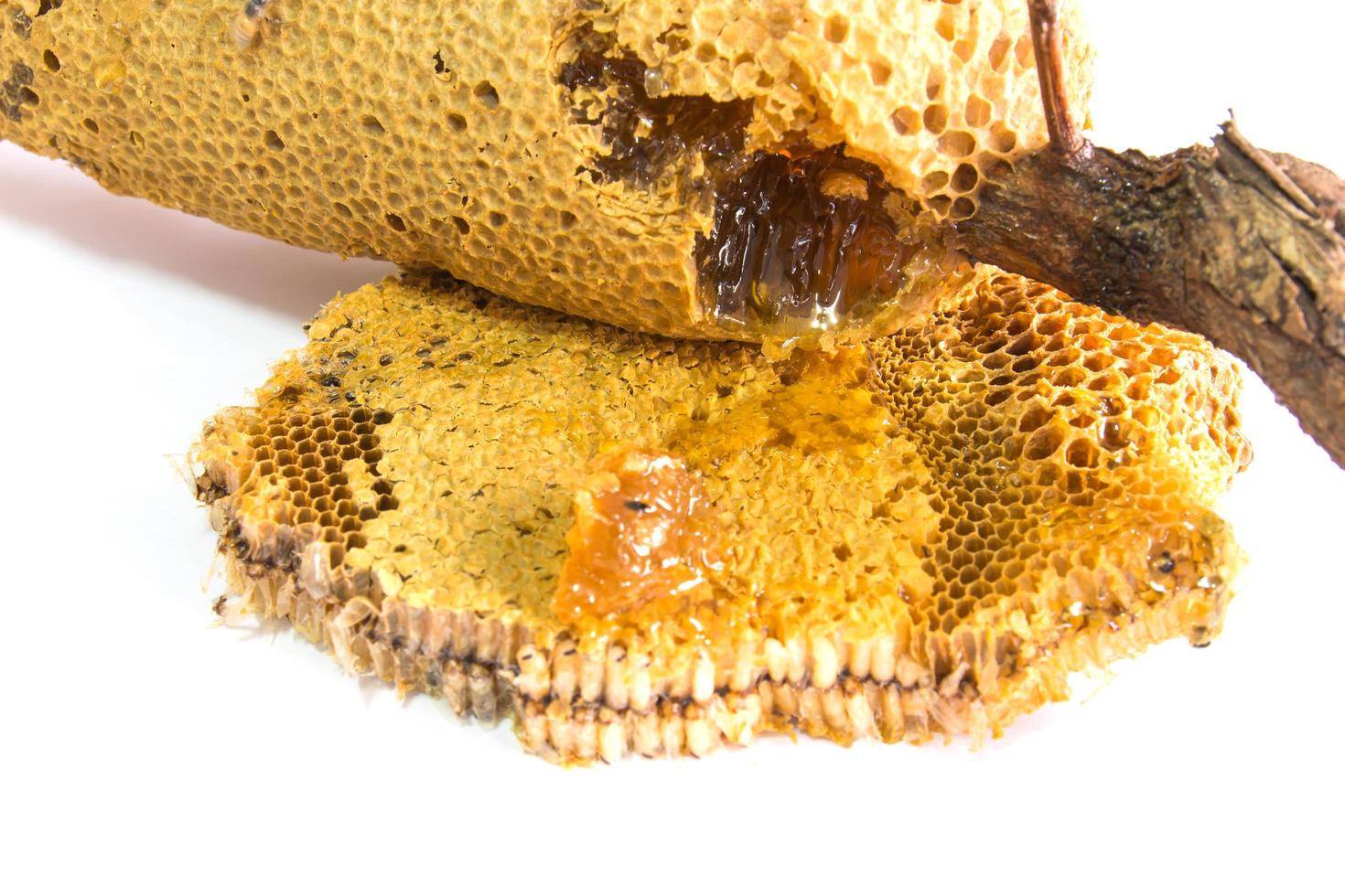 Honeycomb with honey photo