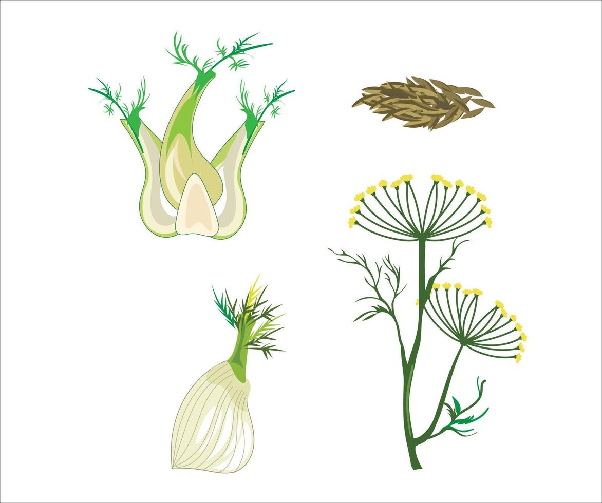 herbal vector illustration on white background